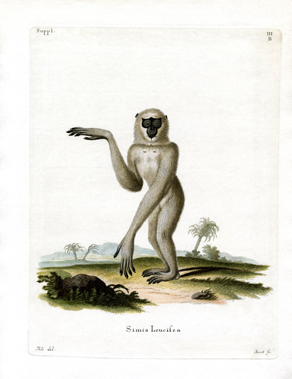 Gibbon argenté de Java - German School