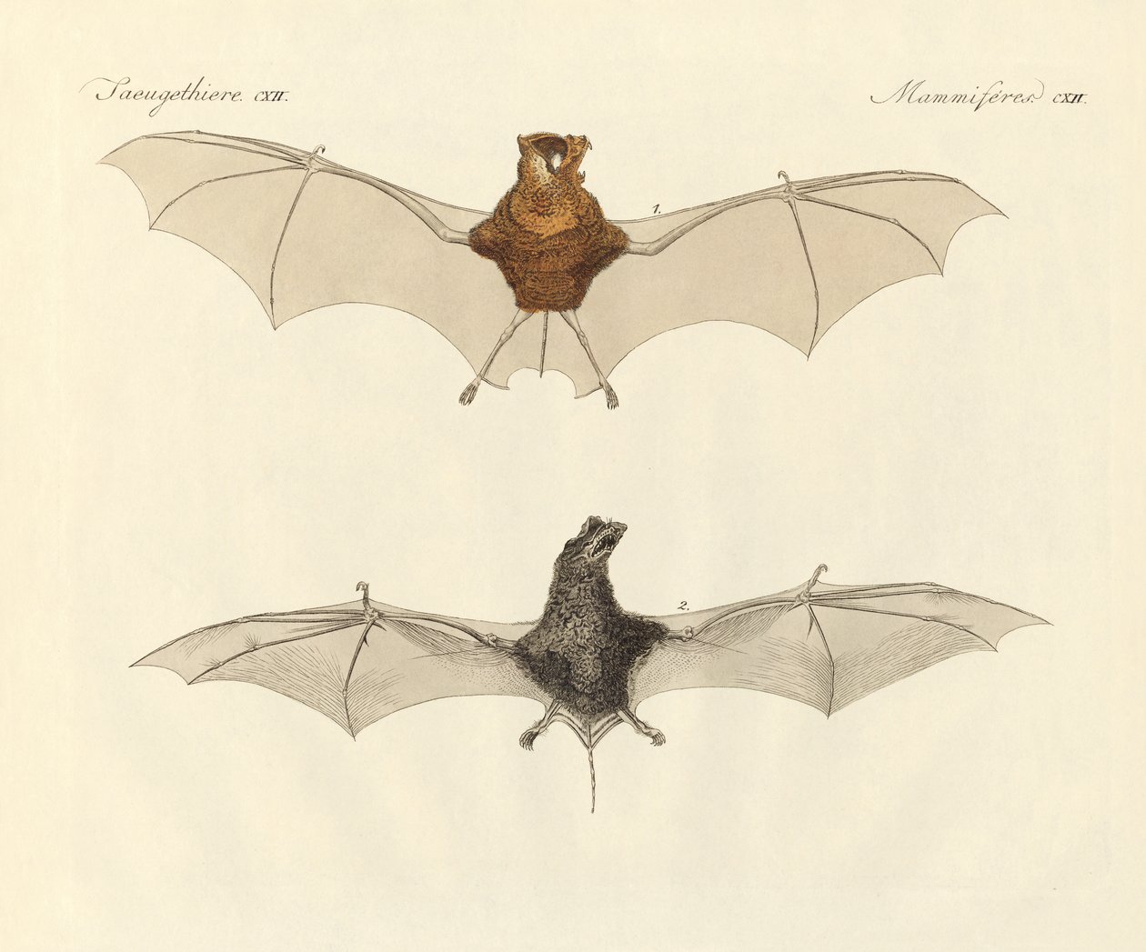 Chauves-souris javanaises - German School