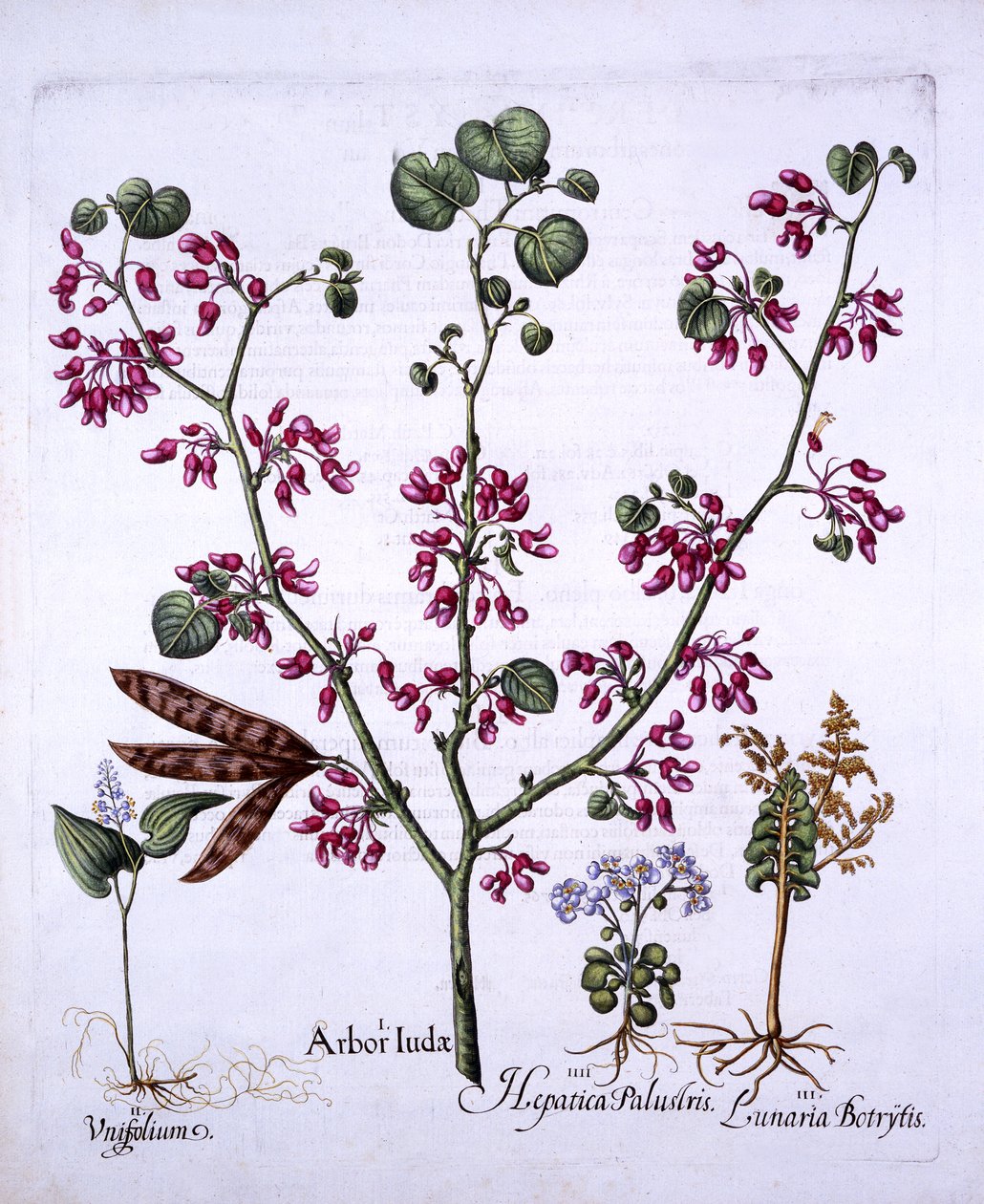 Arbre de Judas, muguet, lunaire, hépatiques, de Hortus Eystettensis, par Basil Besler, pub. 1613 - German School