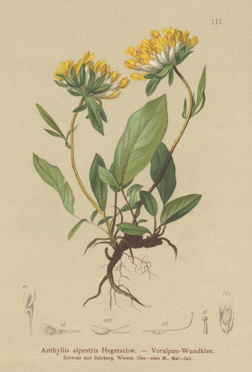 Anthyllide des Alpes (Anthyllis alpestris) - German School