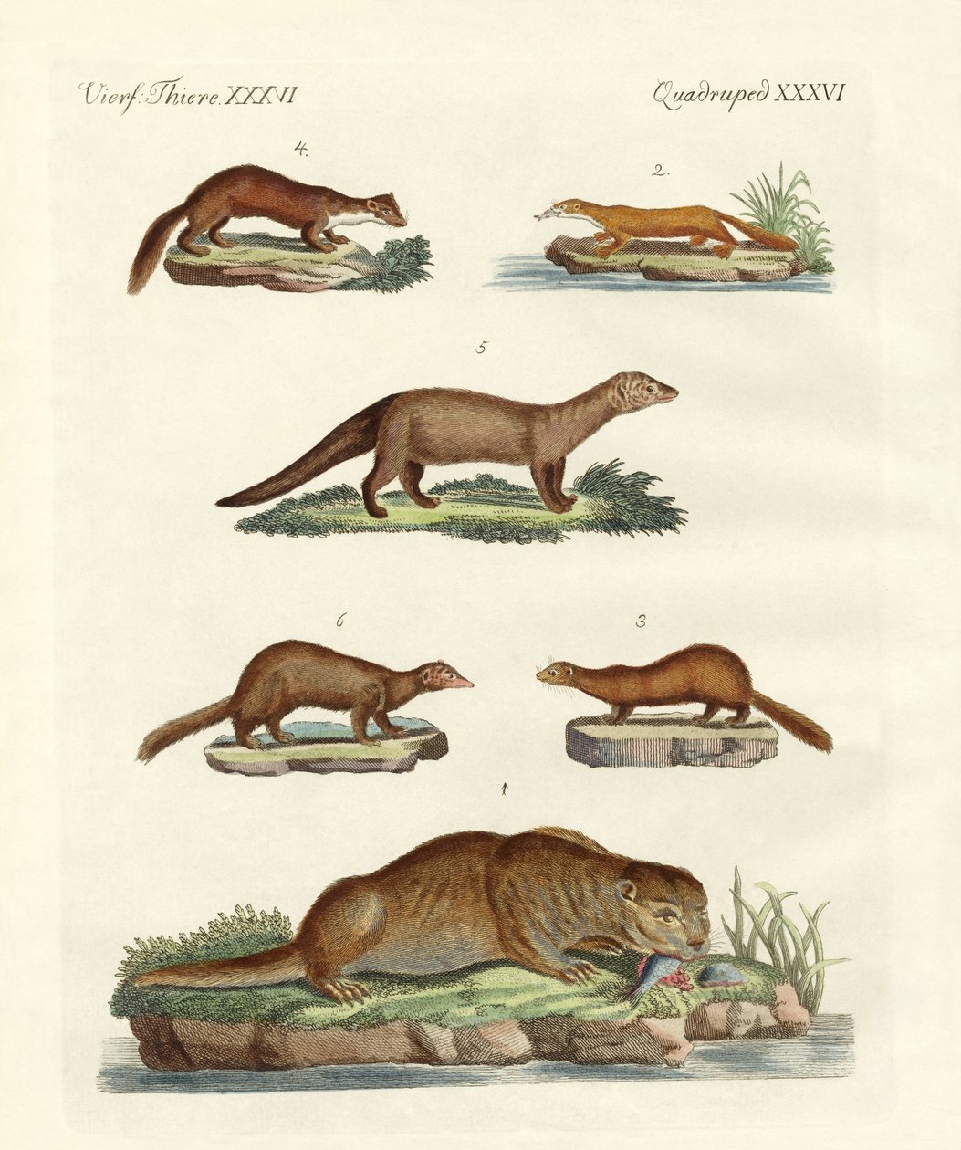 Types de loutres et martres - German School