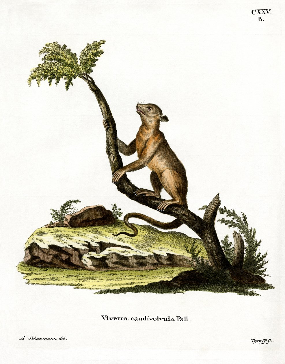 Kinkajou - German School