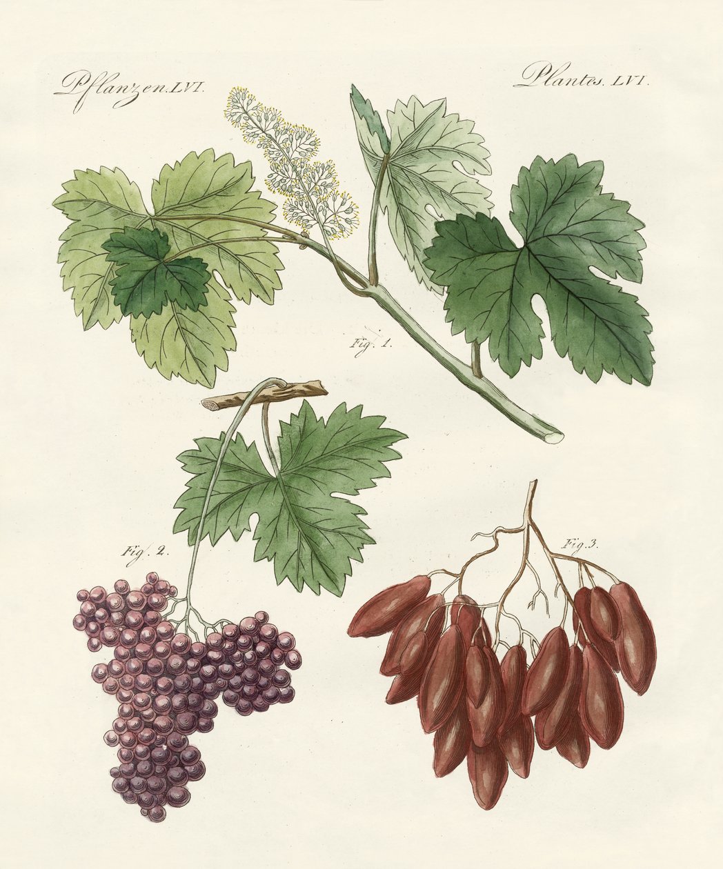 Raisins grands et petits - German School
