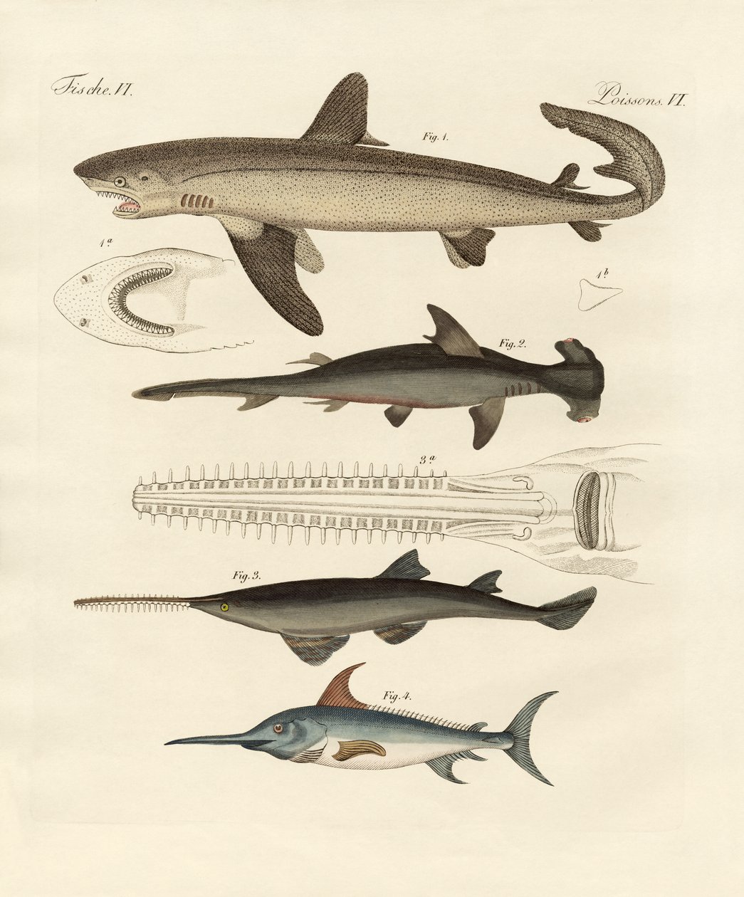 Grands poissons de proie | German School | Estampe d'art