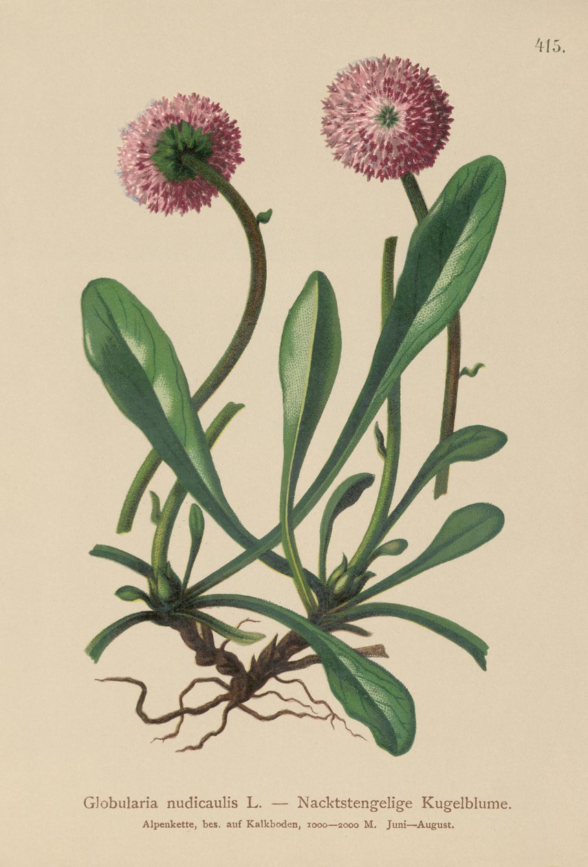 Globulaire à tige nue (Globularia nudicaulis) - German School