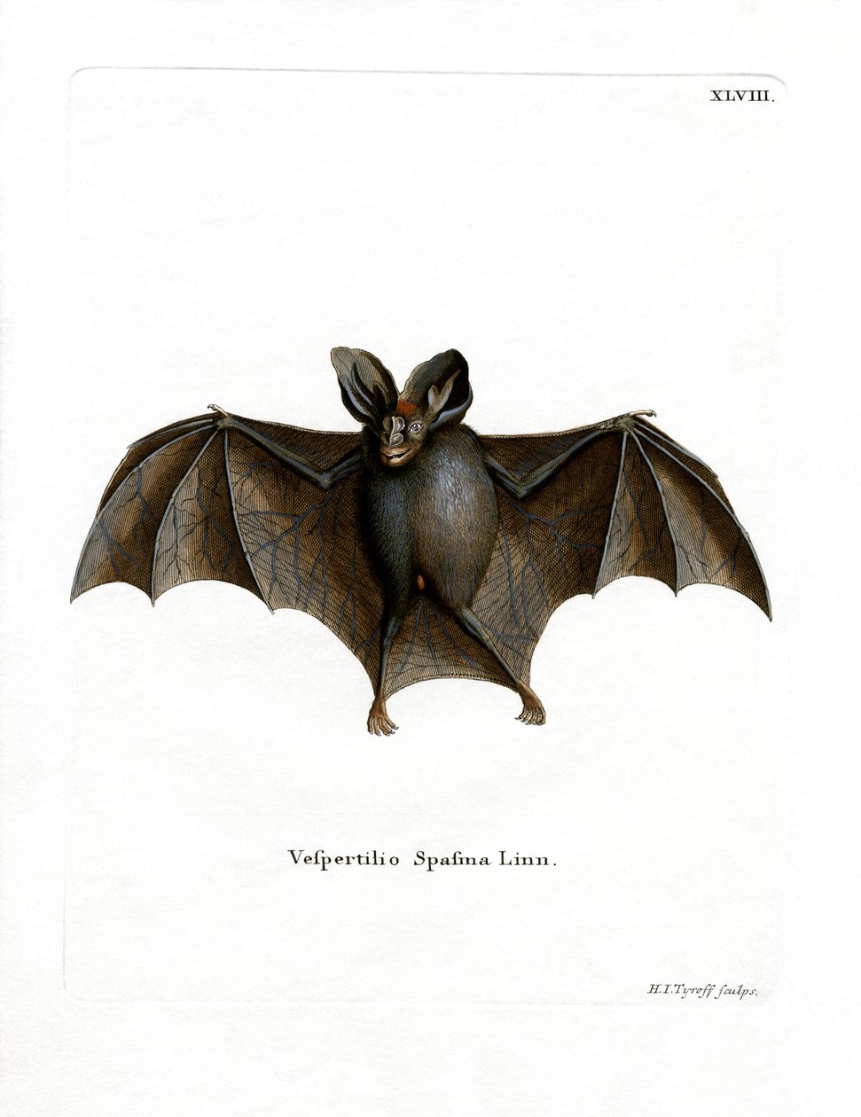 Petite chauve-souris vampire fausse - German School