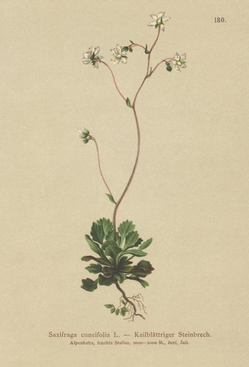 Saxifrage à feuilles en coin (Saxifraga cuneifolia) - German School