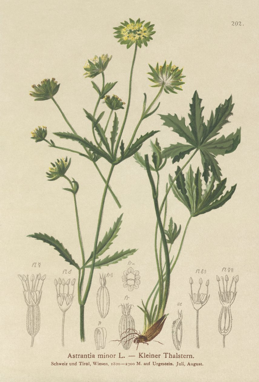 Petite Astrance (Astrantia minor) - German School