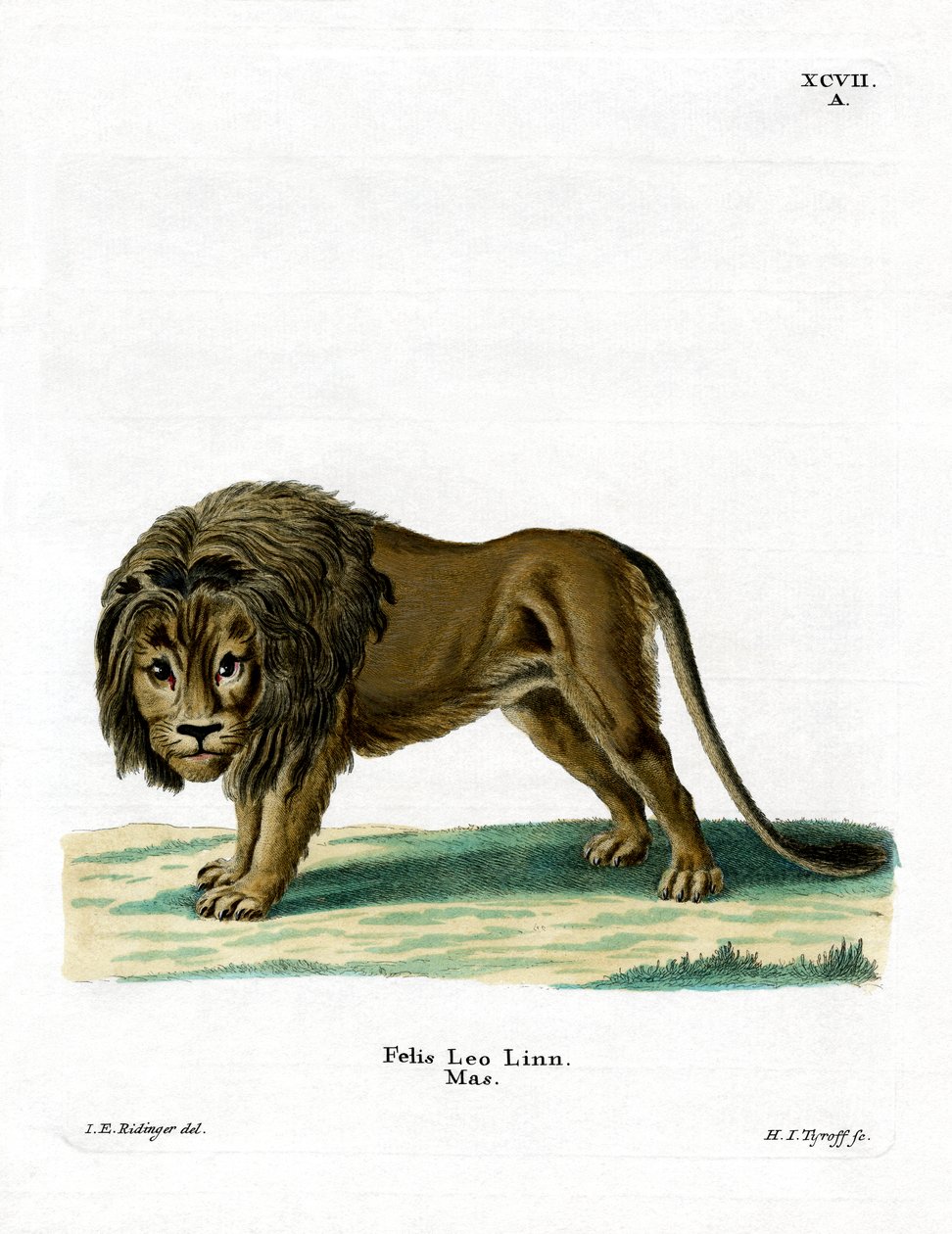 Lion - German School