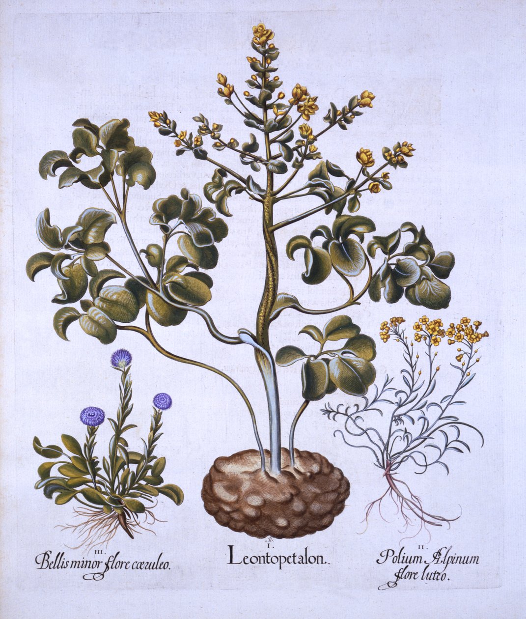 Feuille de lion et fleurs alpines, de Hortus Eystettensis, par Basil Besler, pub. 1613 - German School