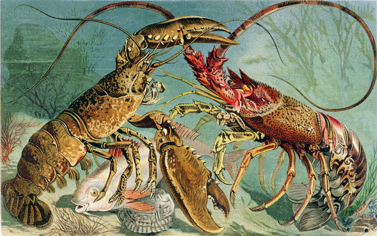 Homard et Langouste, planche de Brehms Tierleben: Allgemeine Kunde des Tierreichs, vol.10, p.44, publié par Bibliographisches Institut, 1893 - German School