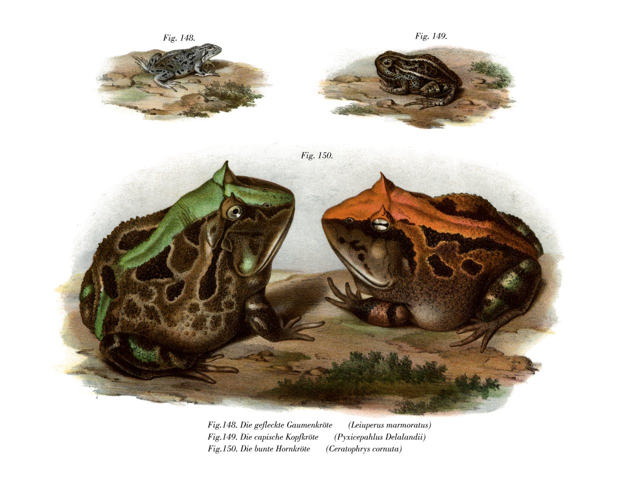 Grenouille marbrée à quatre yeux - German School