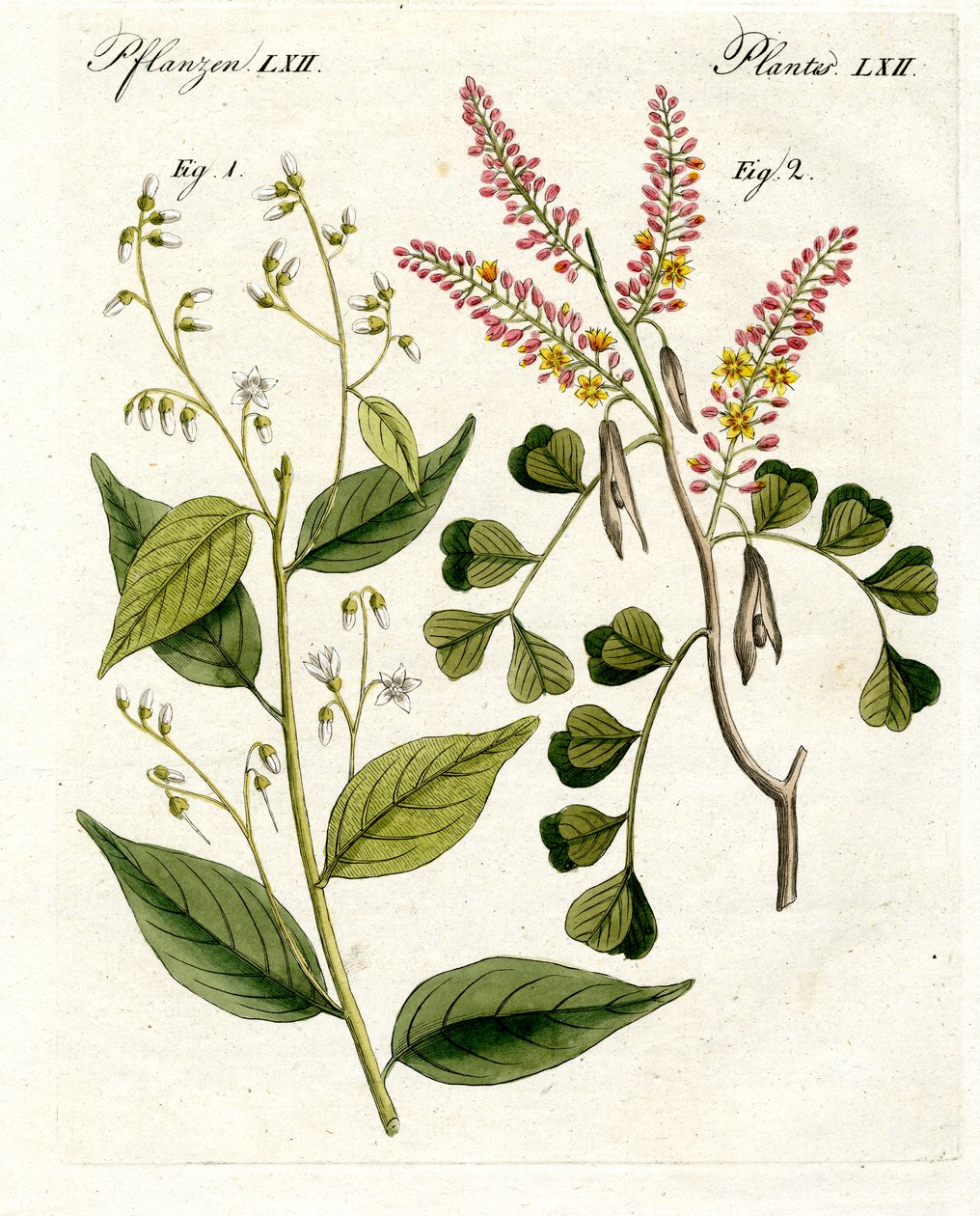 Plantes médicinales - German School