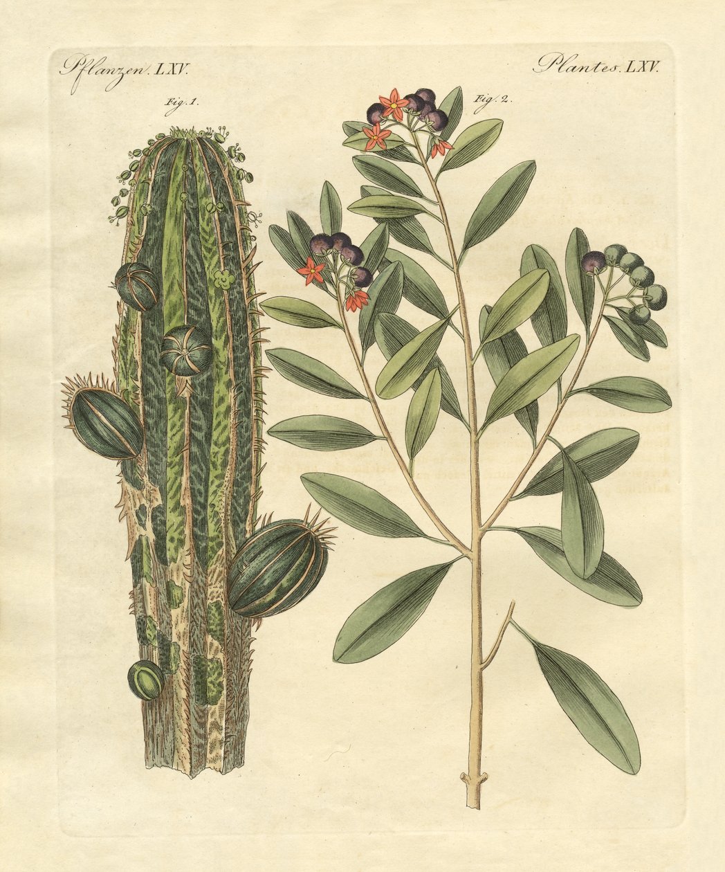 Plantes médicinales - German School