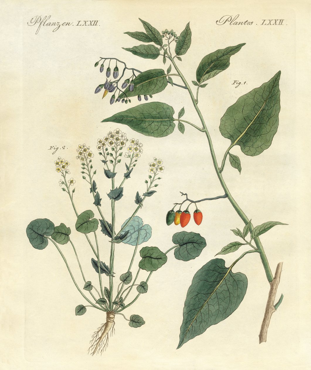 Plantes médicinales - German School