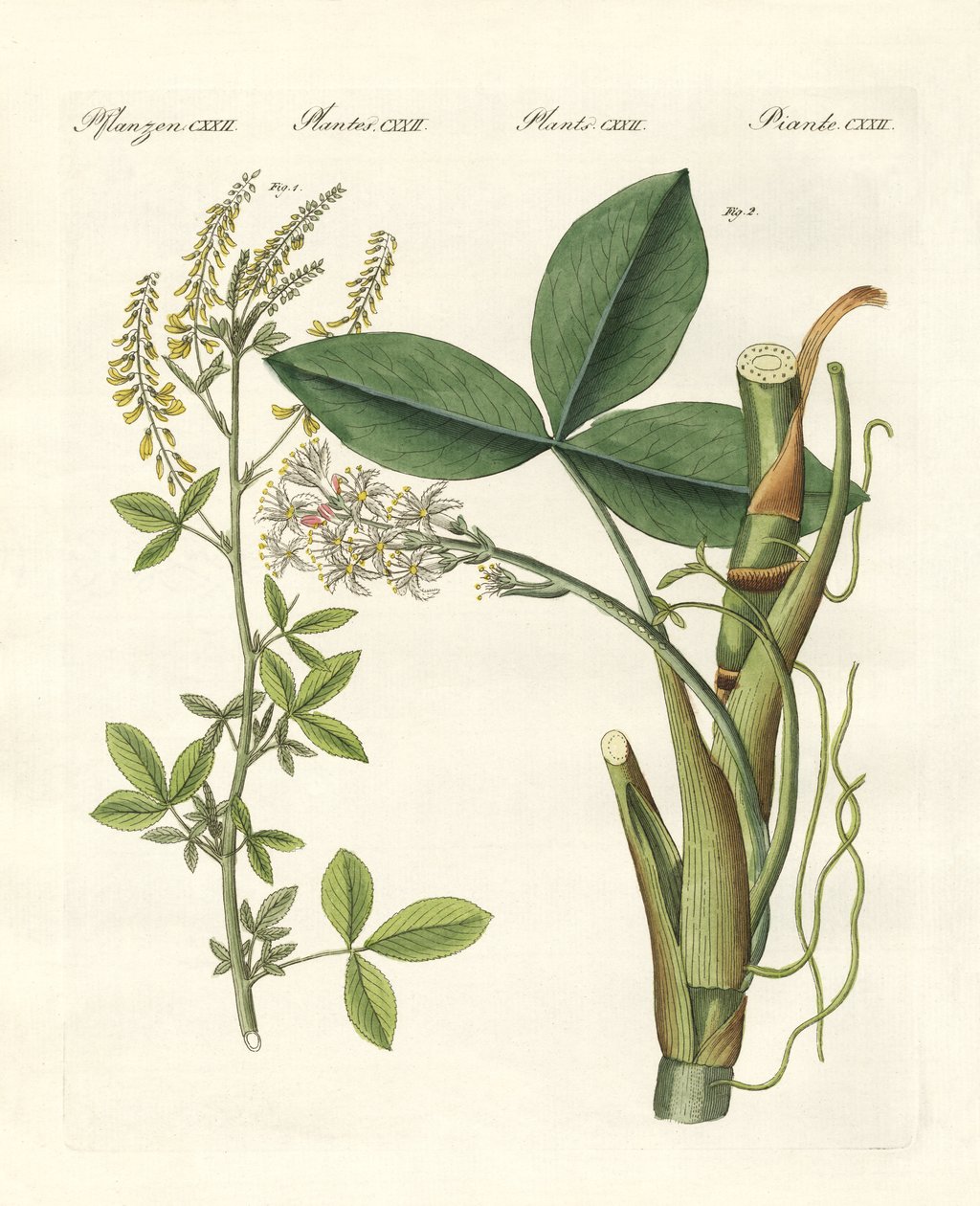 Plantes médicinales - German School