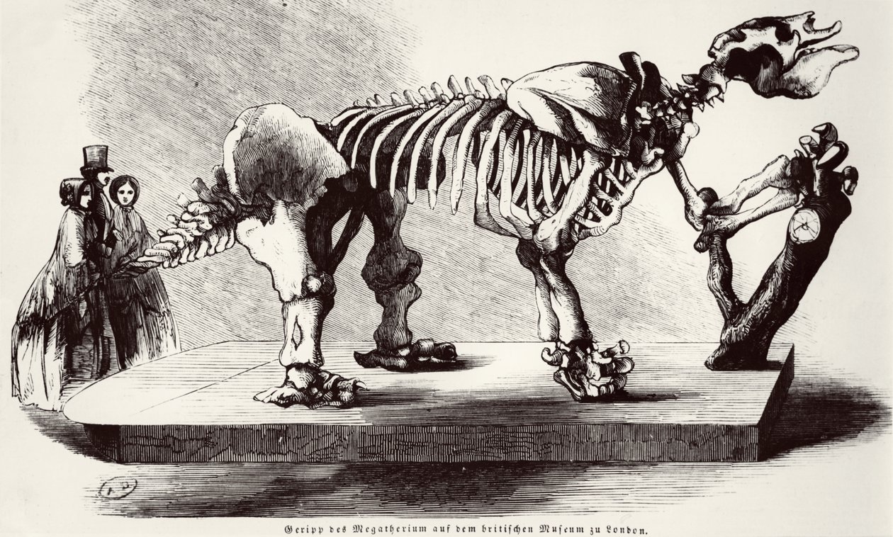 Squelette de Mégathérium au British Museum - German School