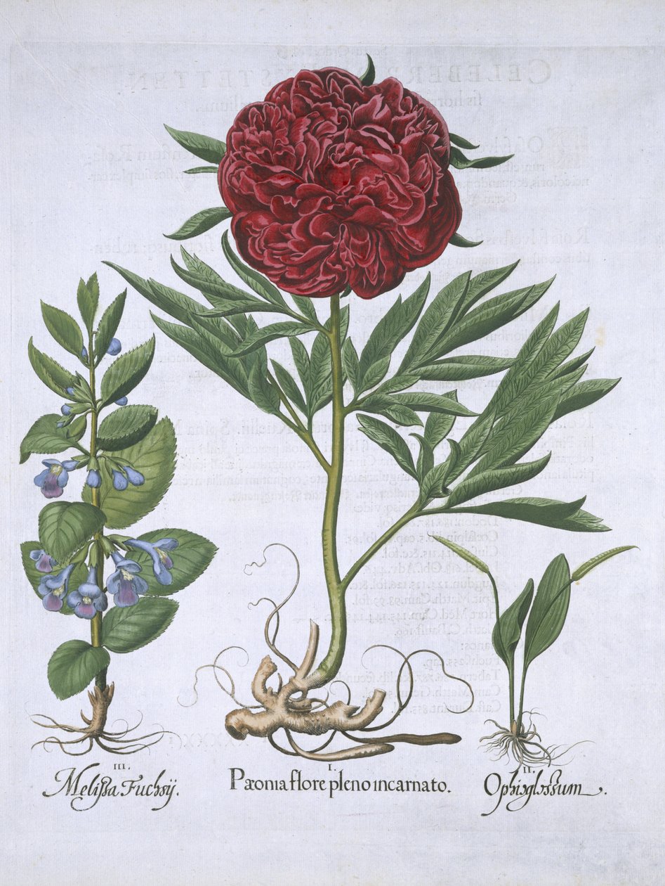 Mélisse, pivoine et odontoglossum, de Hortus Eystettensis par Basil Besler (1561-1629) publié en 1613 - German School
