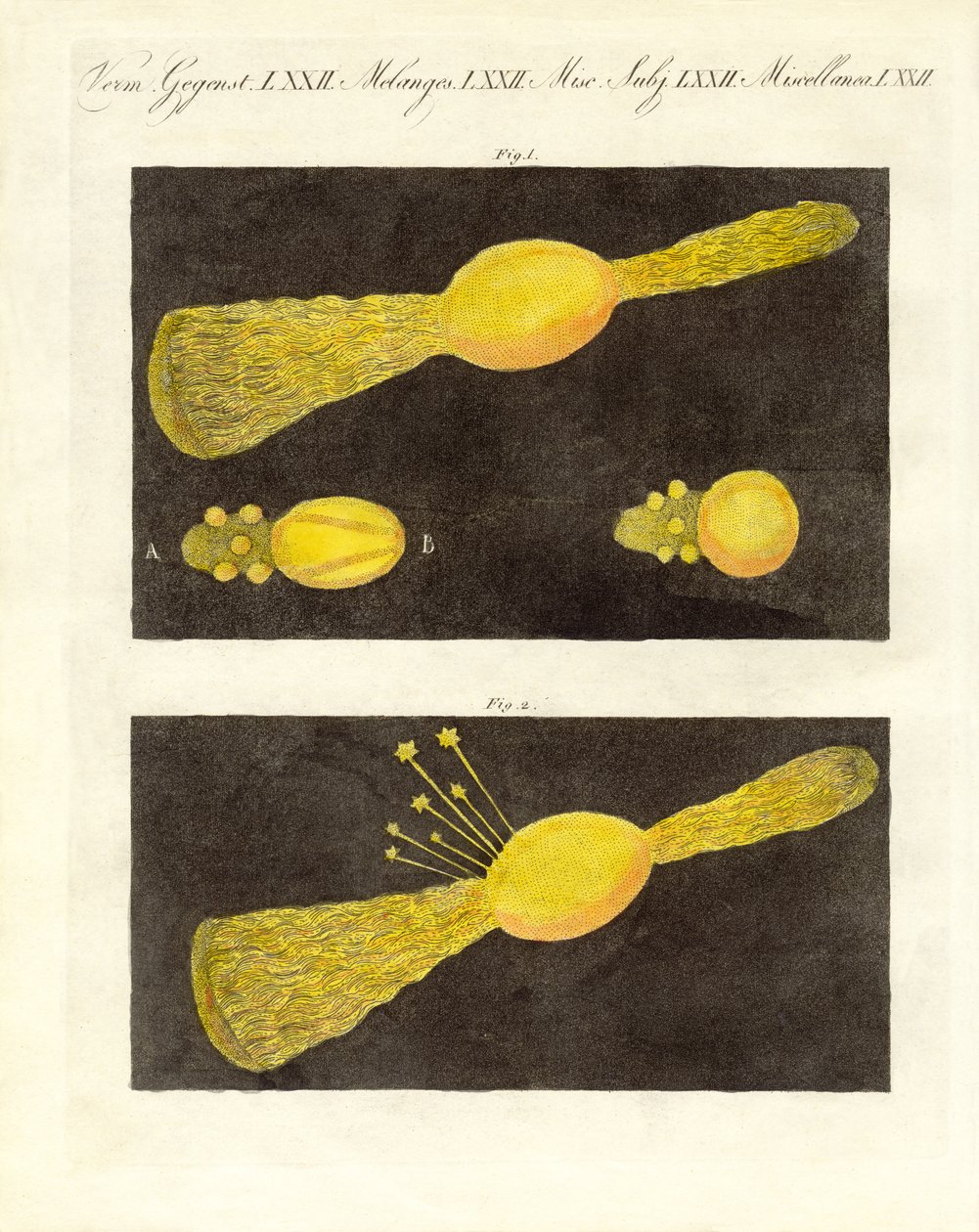 Météore (gravure en couleur) - German School