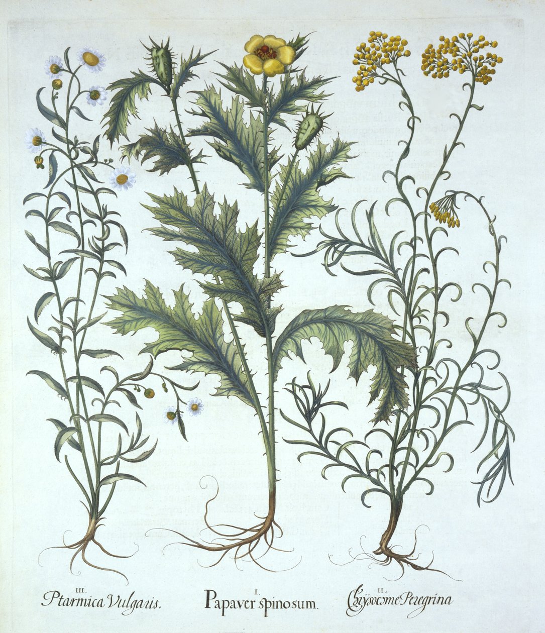 Pavot mexicain, immortelle de mer et herbe à éternuer, de Hortus Eystettensis, par Basil Besler (1561-1629), pub. 1613 - German School