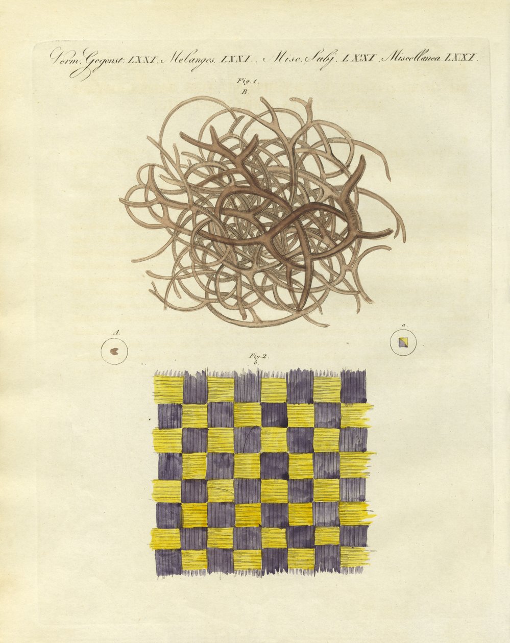 Vue microscopique de l