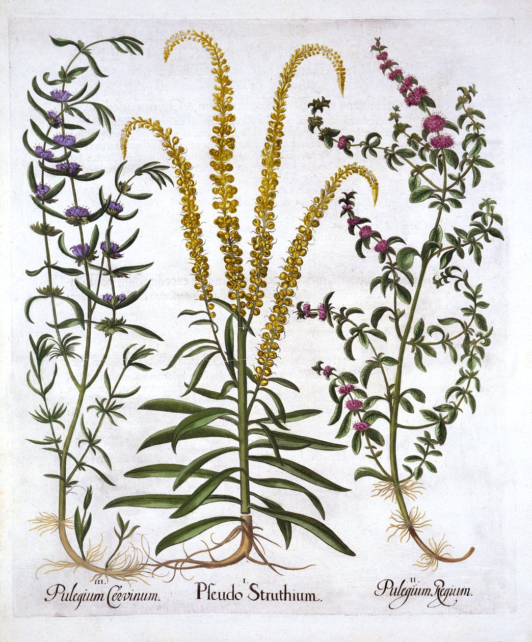 Mignonette, Pennyroyal et Marsh Mint, de Hortus Eystettensis, par Basil Besler, pub. 1613 - German School