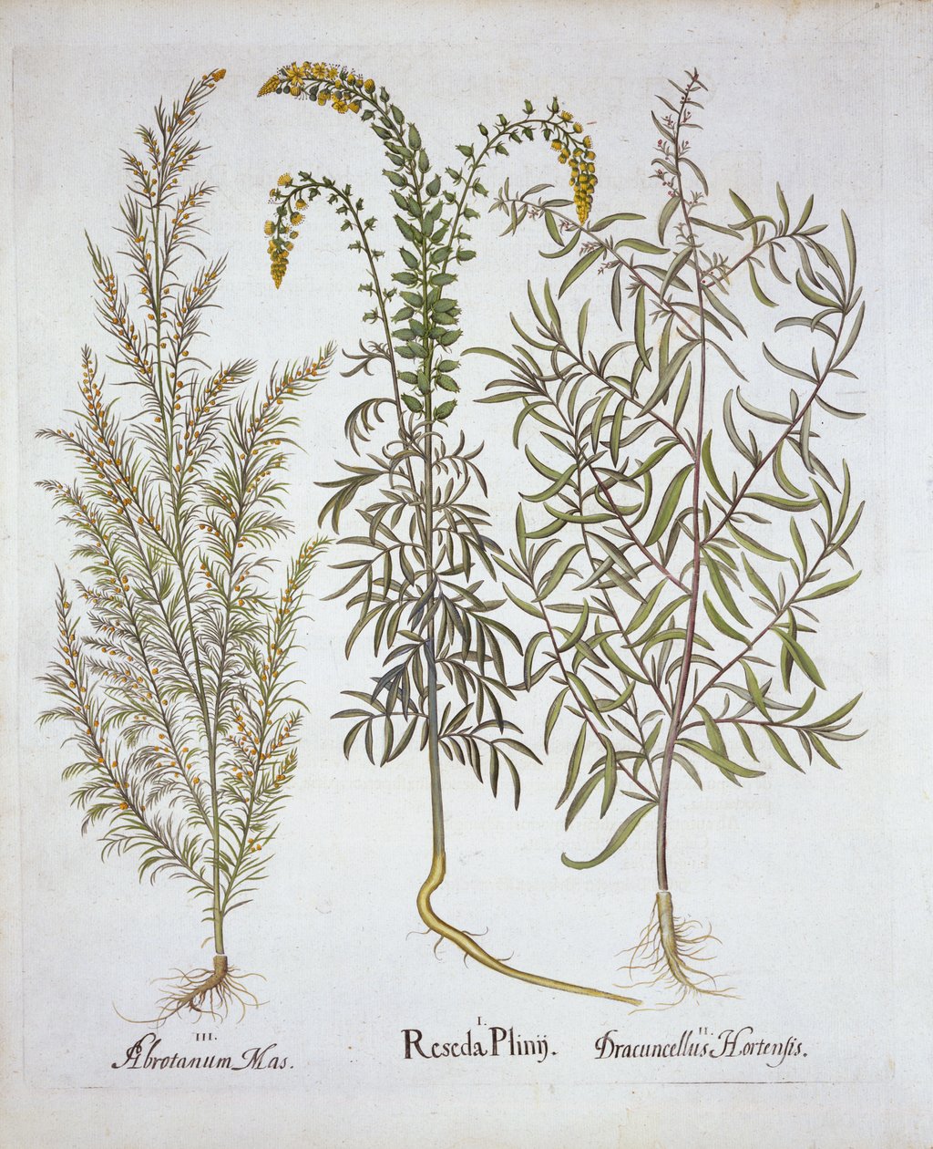 Mignonette, Southernwood et Tarragon, de Hortus Eystettensis, par Basil Besler, pub. 1613 - German School