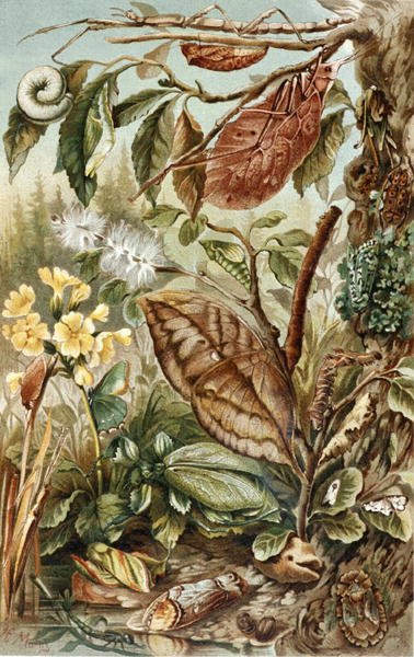 Mimétisme des insectes, planche de "Brehms Tierleben: Allgemeine Kunde des Tierreichs", vol.9, p.10, publié par Bibliographisches Institut - German School