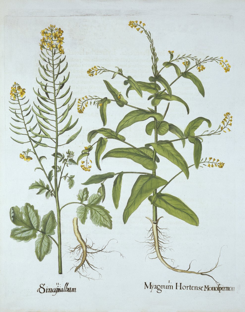 Cresson mitré et moutarde blanche, de Hortus Eystettensis, par Basil Besler (1561-1629), pub. 1613 - German School