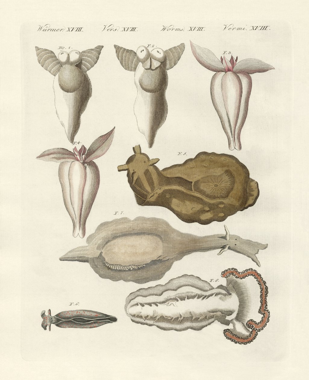 Mollusques - German School