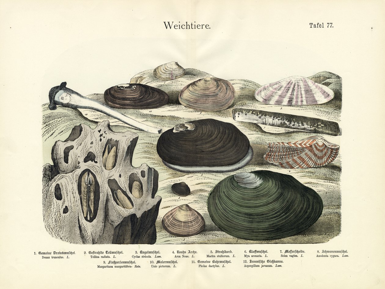 Mollusques, vers 1860 (lithographie couleur) - German School