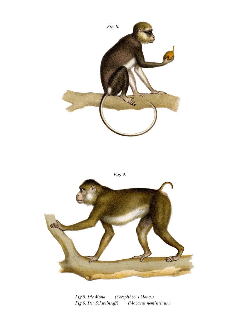 Singe mona, 1860 - German School