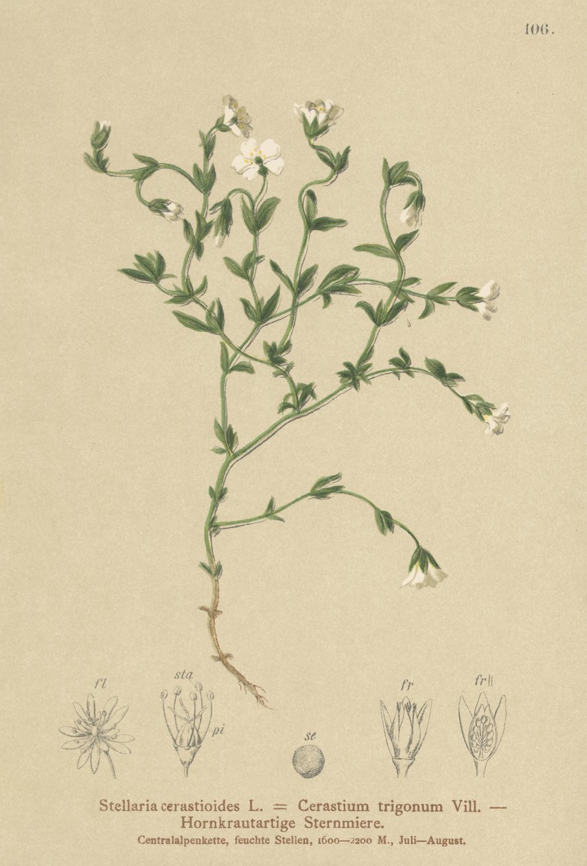 Stellaire des montagnes (Stellaria cerastioides) - German School