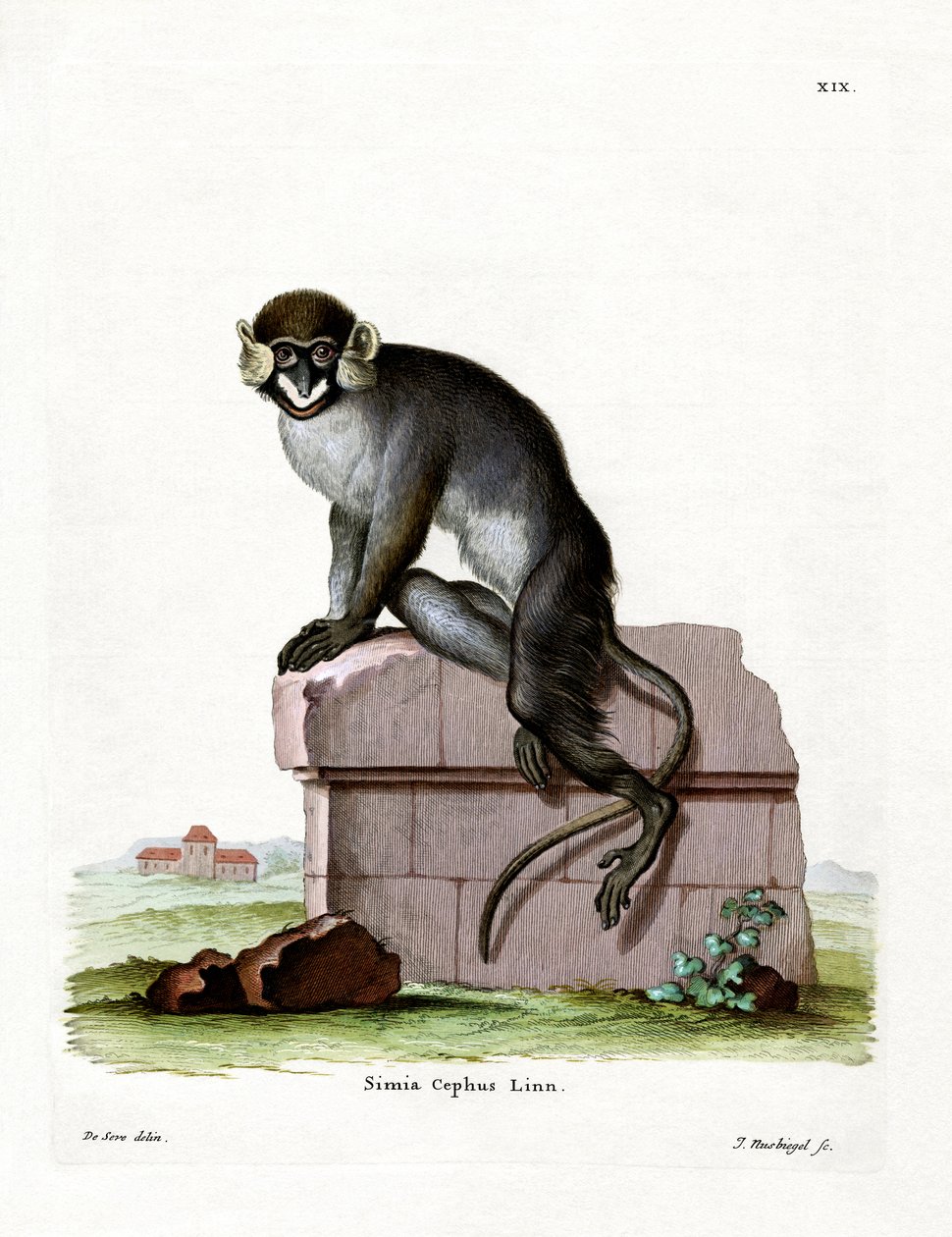 Guenon à moustaches - German School
