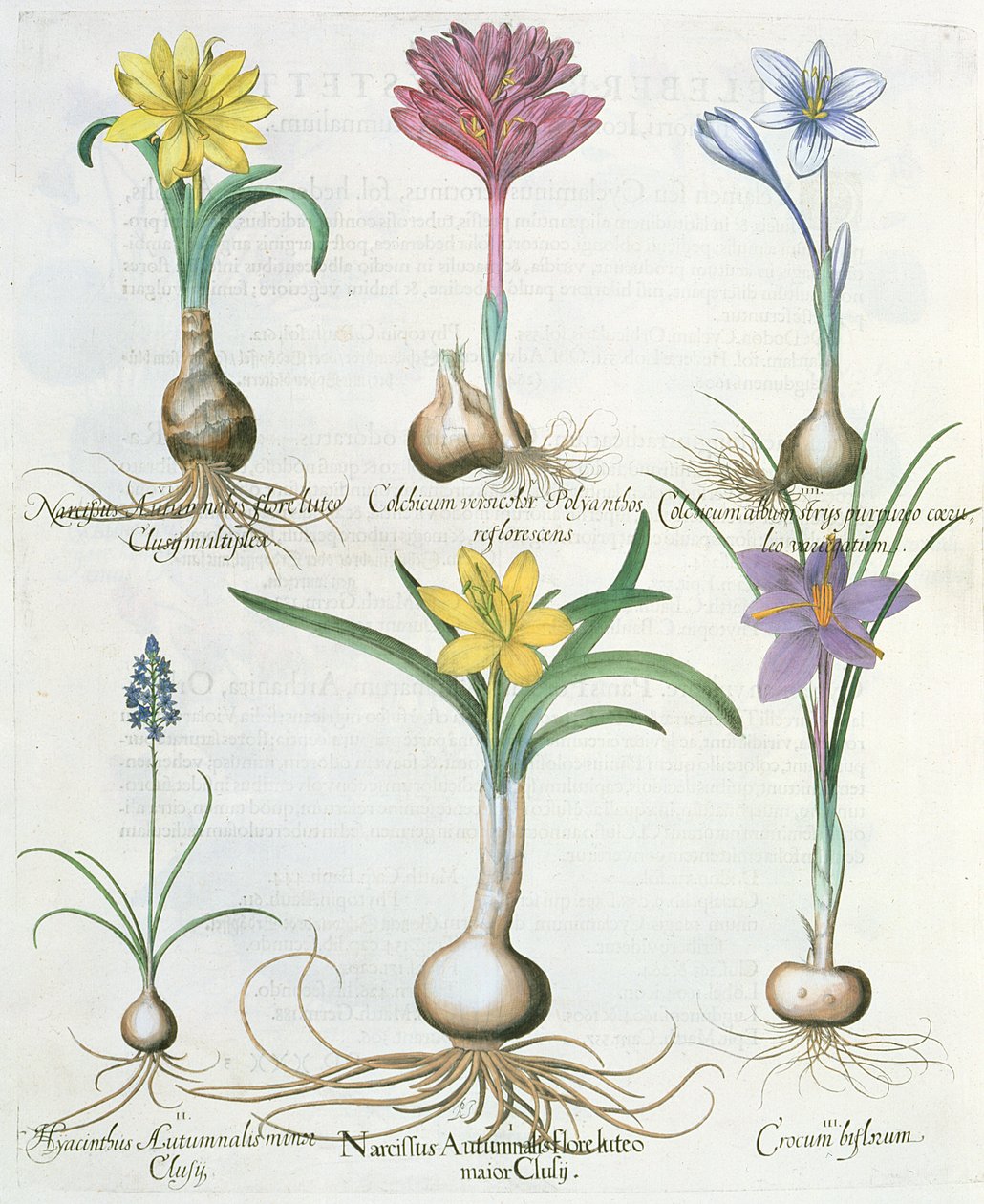 Narcisses, crocus et jacinthe, du Hortus Eystettensis par Basil Besler - German School