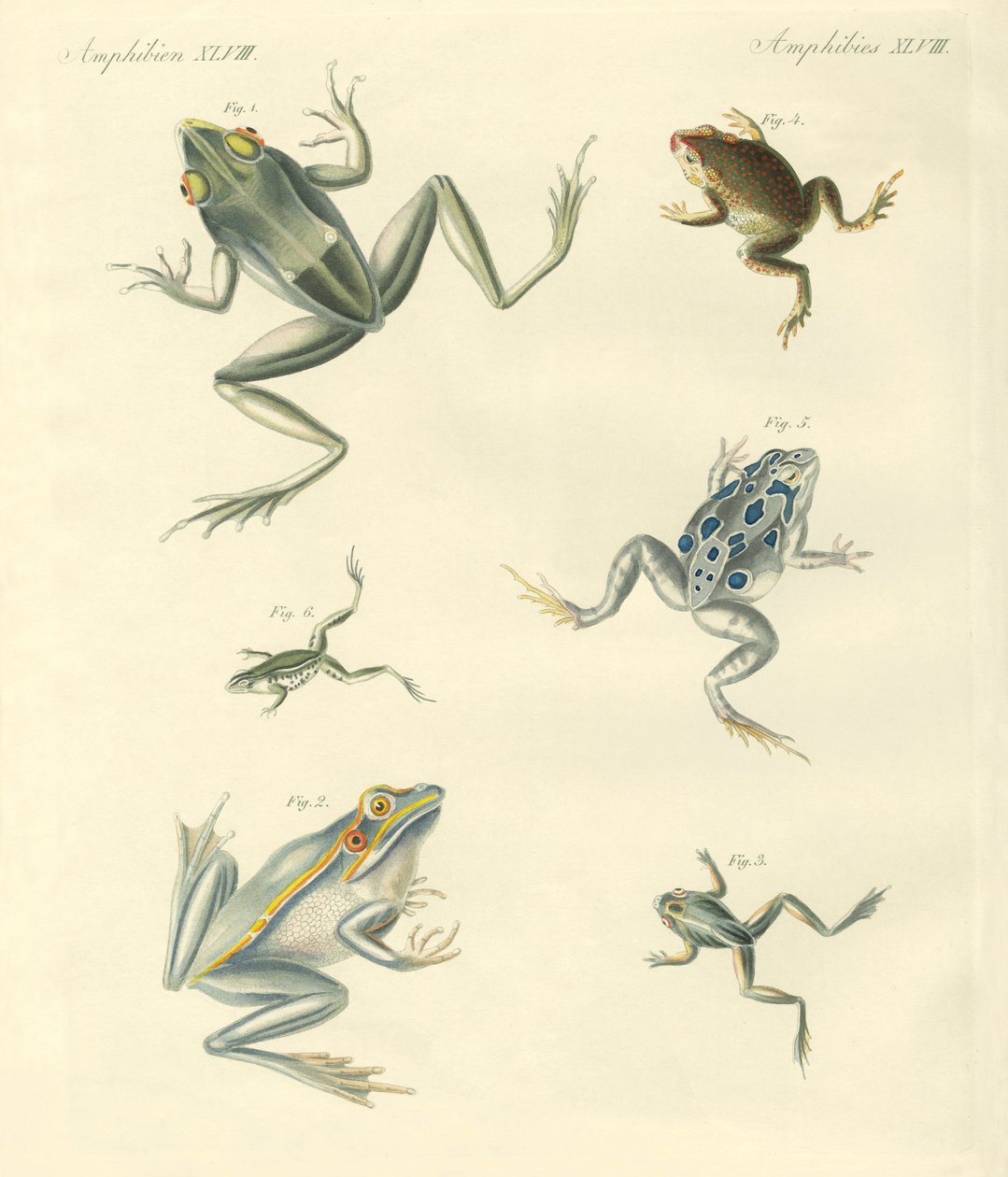 Grenouilles et crapauds nouvellement découverts - German School
