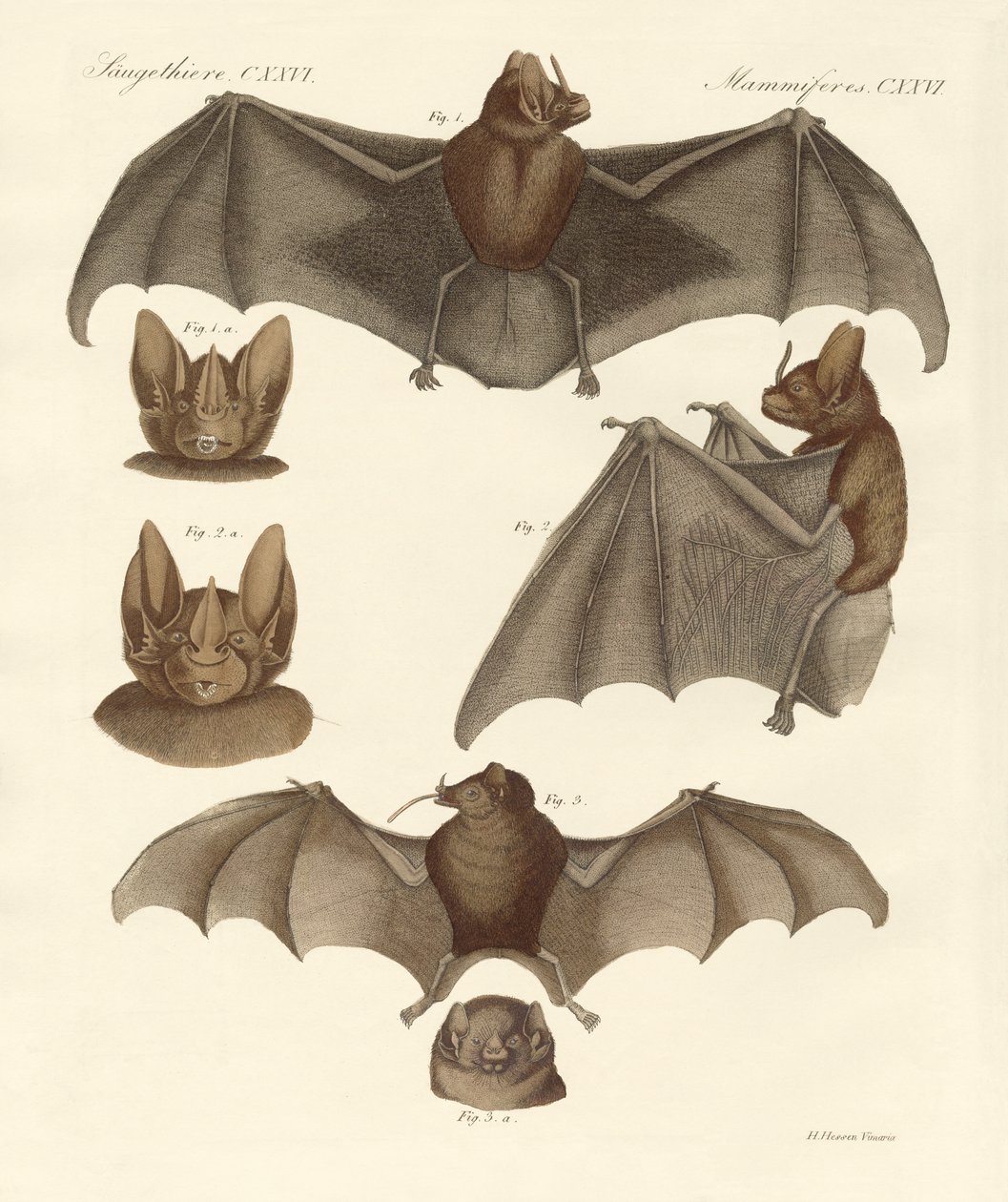Nouvelles chauves-souris - German School