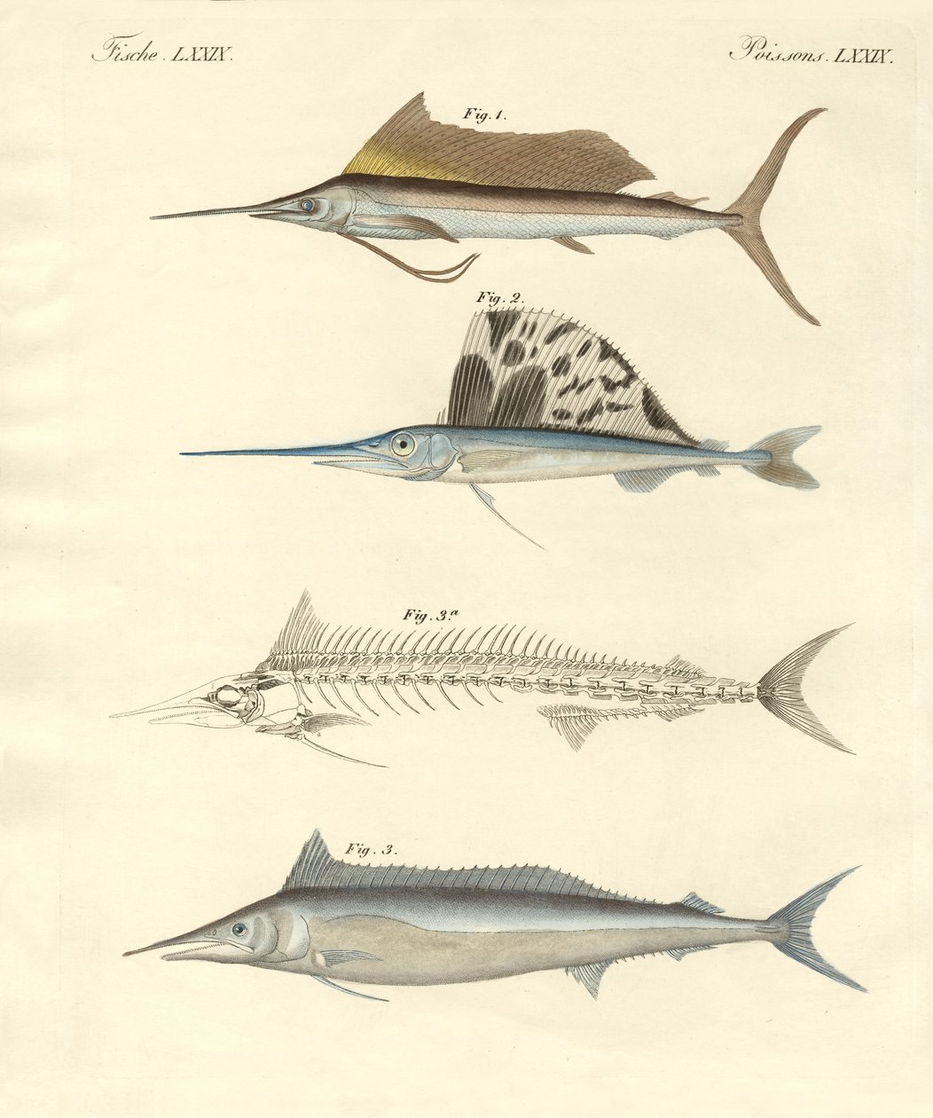 Nouveaux poissons ressemblant à des maquereaux - German School