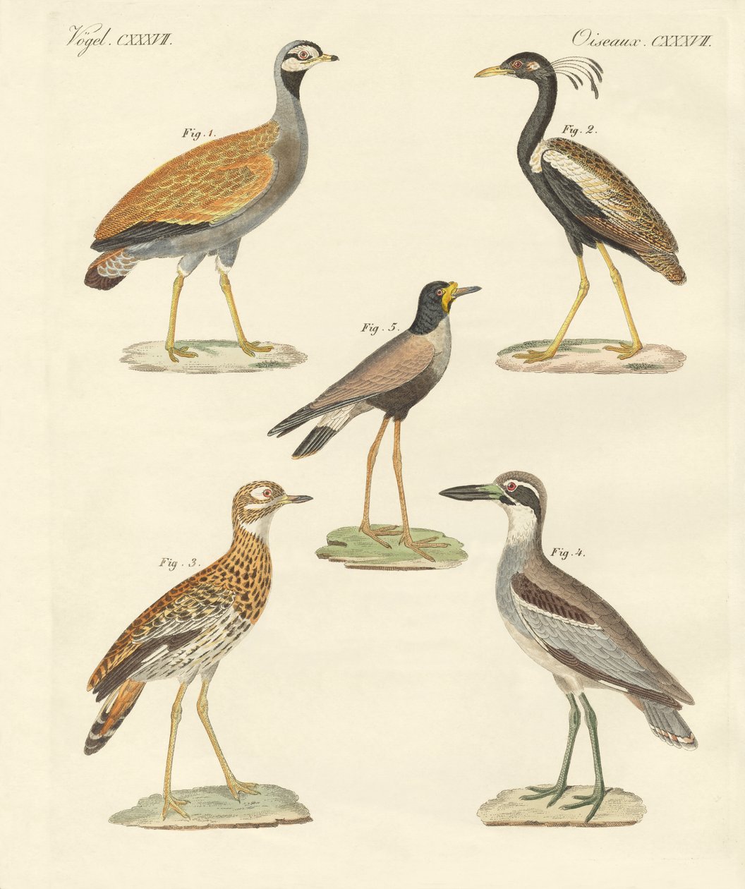 Nouveaux oiseaux ratites - German School