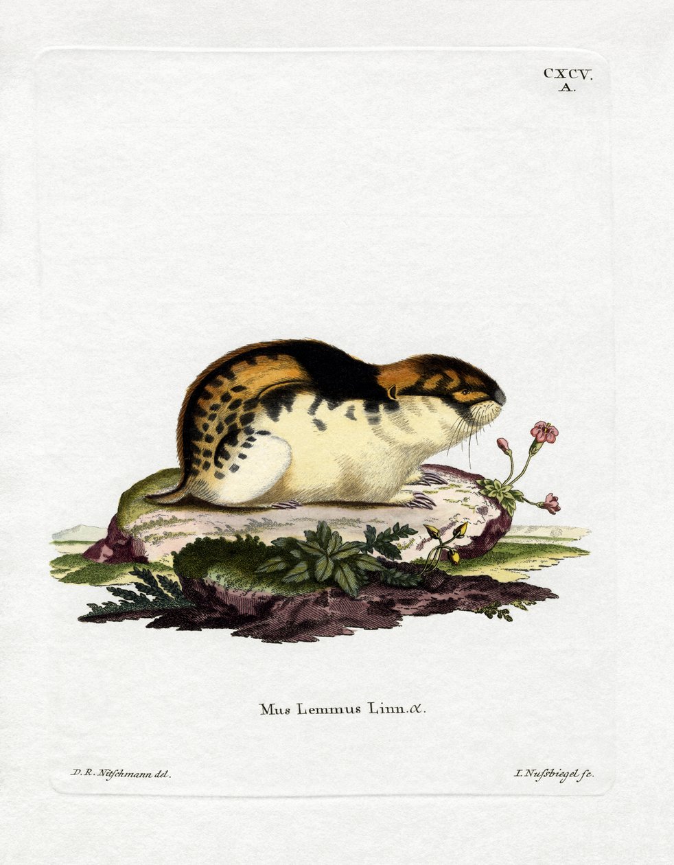 Lemming de Norvège - German School