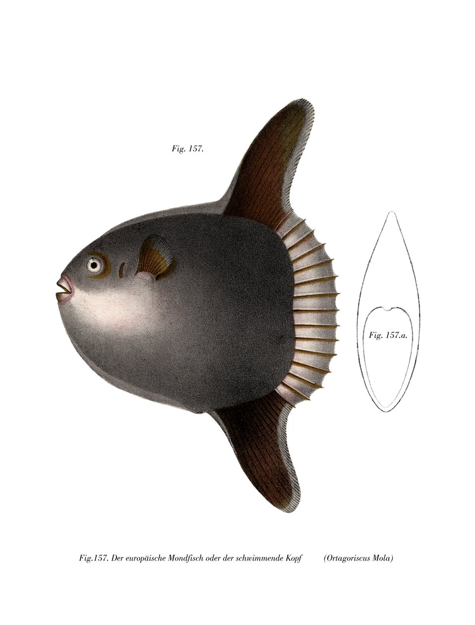 Poisson-lune - German School