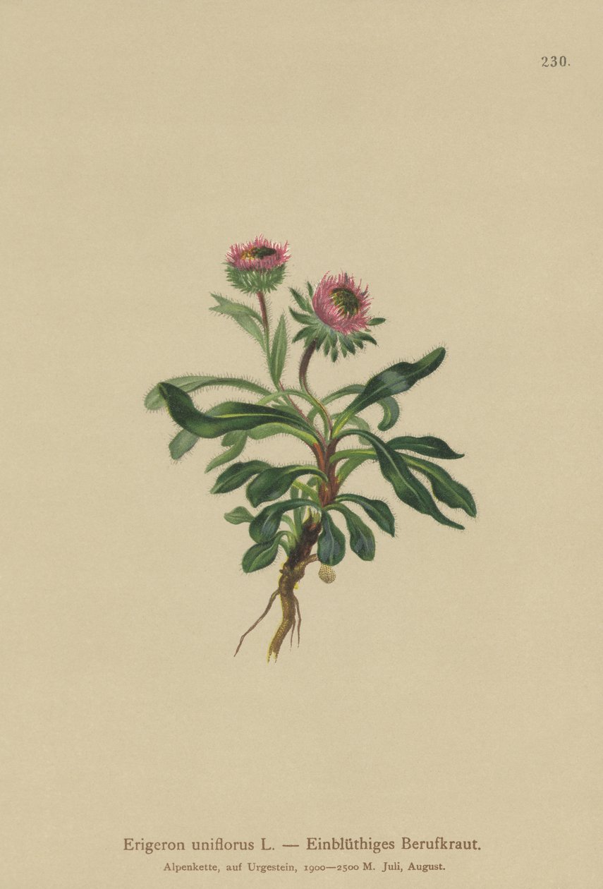 Vergerette à une fleur (Erigeron uniflorus) - German School