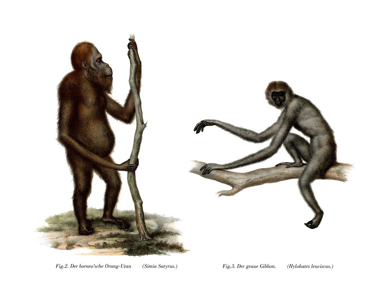 Orang-outan, 1860 - German School