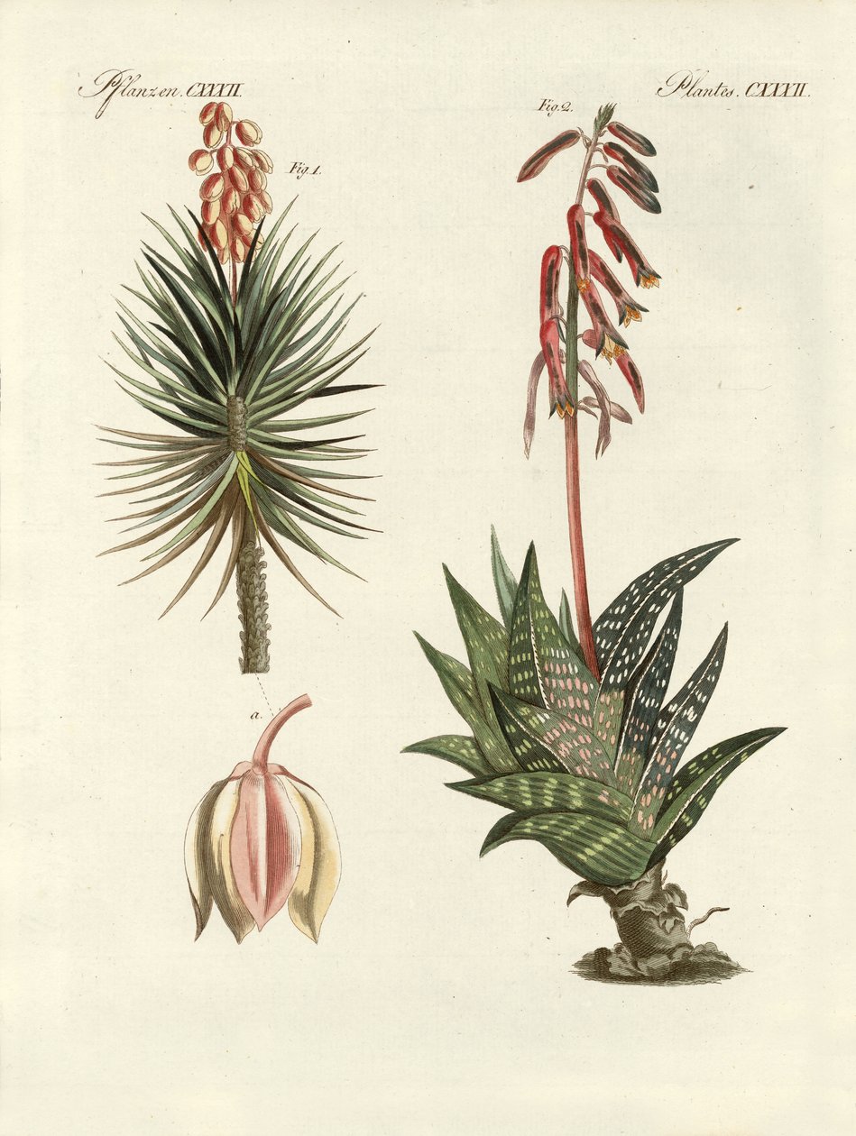 Plante ornementale (gravure en couleur) - German School