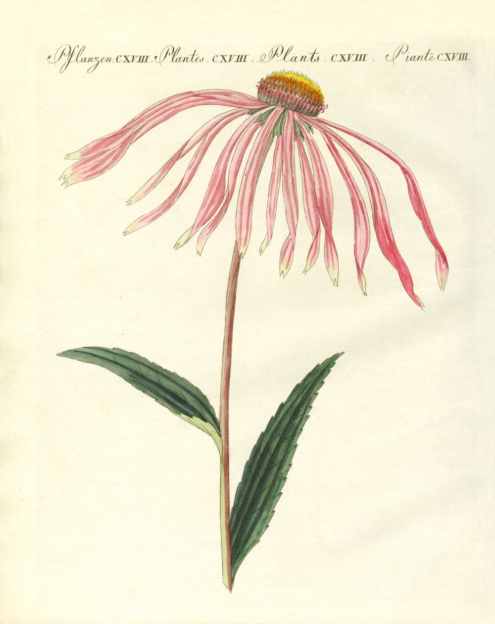 Plantes ornementales - German School