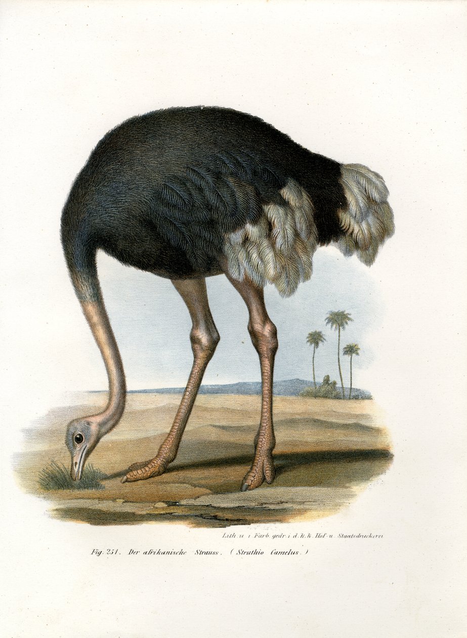 Autruche, 1864 - German School
