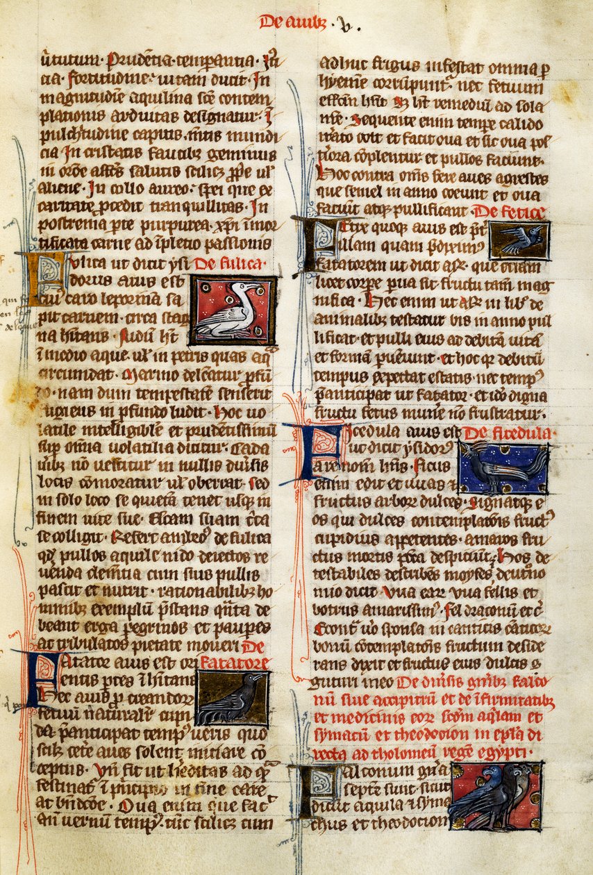 Page de De Natura Rerum sur les oiseaux, par Albertus Magnus - German School