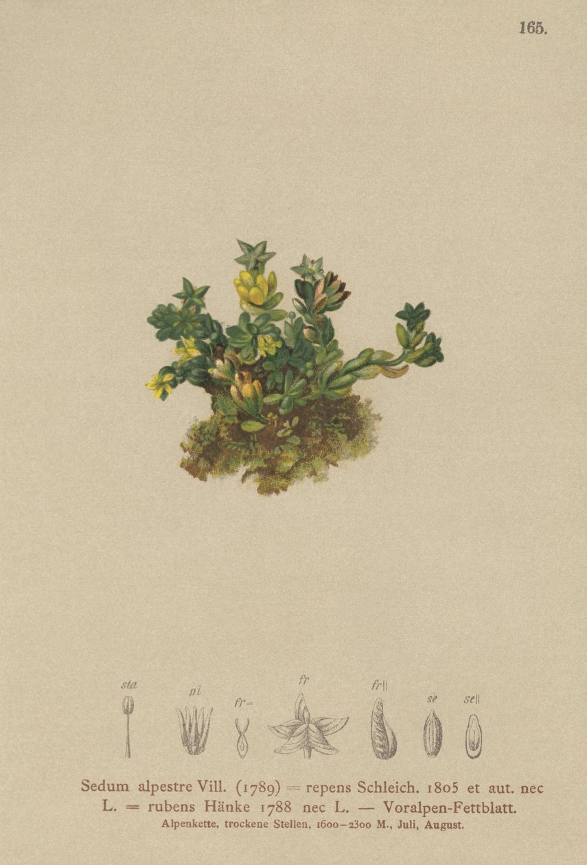 Orpin pâle (Sedum alpestre, Sedum repens, Sedum rubens) - German School