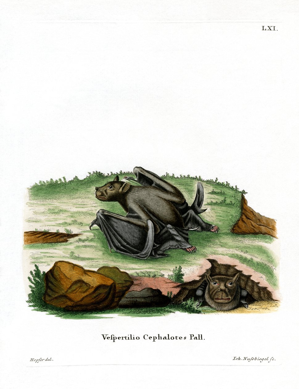 Chauve-souris à nez tubulaire de Pallas - German School