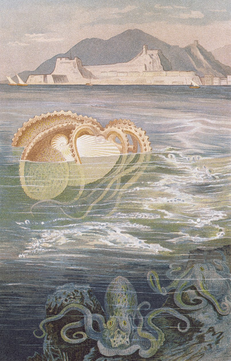 Argonaute, planche de Brehms Tierleben: Allgemeine Kunde des Tierreichs, vol.10, p.273, publié par Bibliographisches Institut, 1893 - German School